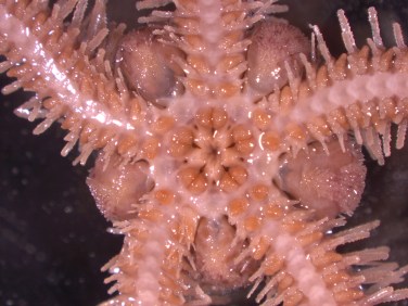 O.fragilis_upper_kazanidis